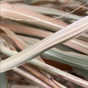 Meet your Posher, Brad